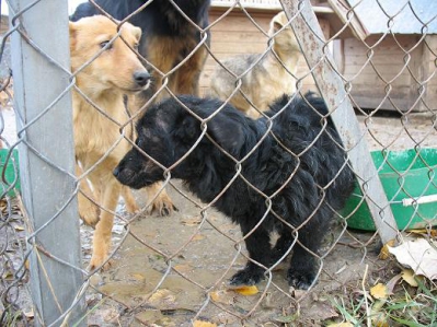 Kropka w schronisku